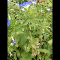 Belle-de-jour, Convolvulus tricolor L. (subsp. tricolor, fam Convolvulacees, Eur., Afr. Nord) (3)